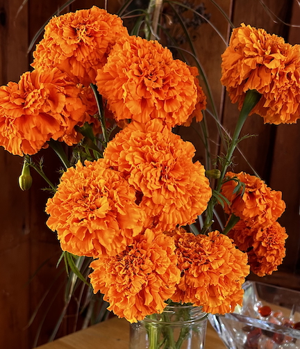 fall brings oranges, golds, yellows and reds like these orange flowers